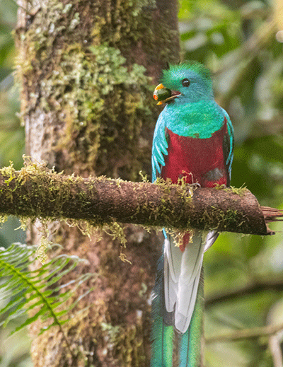 Oiseaux du Panama, photo de Quetzal resplendissant male
