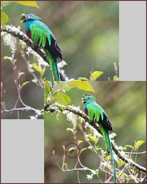 Oiseaux du Panama, photo de Quetzal resplendissant males