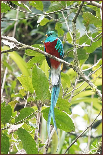 Oiseaux du Panama, photo de Quetzal resplendissant male
