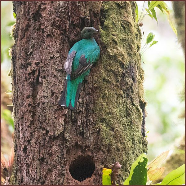 Oiseaux du Panama, photo de Quetzal resplendissant femelle au nid