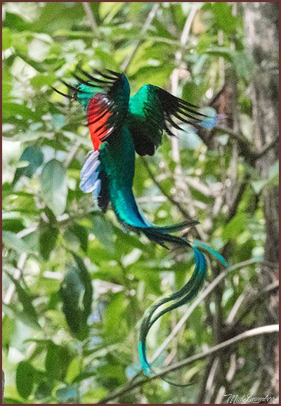 Bird of Panama, photo of a resplendent quetzal male in flight