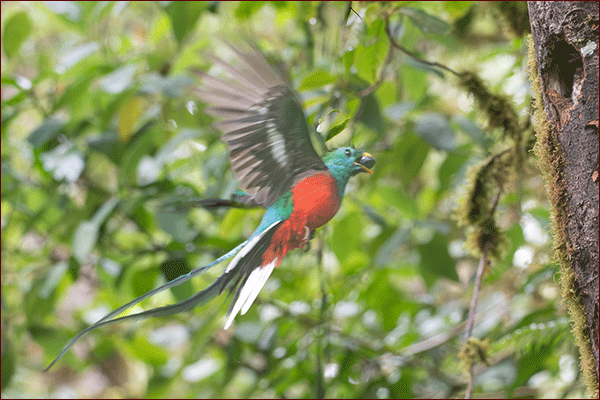 Oiseaux du Panama, photo de Quetzal resplendissant male en vol