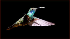 Les colibris (suite et fin)