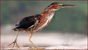 Les visiteurs réguliers du mur d’en face
