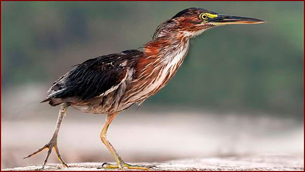 Les visiteurs réguliers du mur d’en face