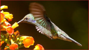 Les colibris (article 1)