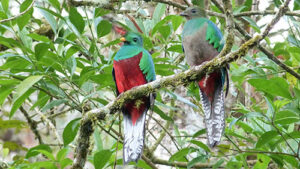 Quetzal resplendissant Photo d'une femelle et de son jeune