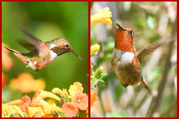 Oiseaux du Panama, photo de colibri scintillant