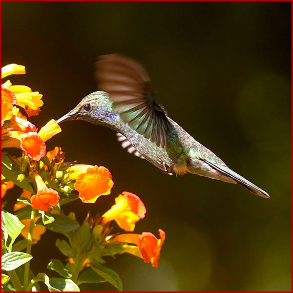 Oiseaux du Panama, photo de colibri Cyanote en vol