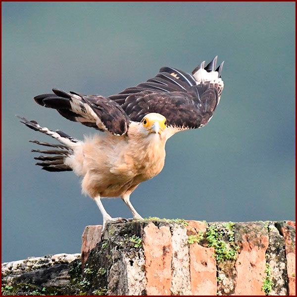 Oiseaux du Panama, photo d'un  Caracara à tête jaune