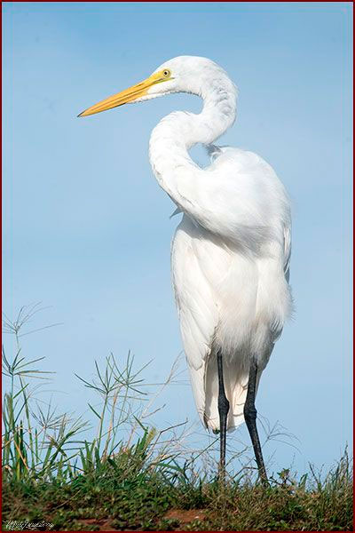 Oiseaux du Panama, photo d'une grande aigrette