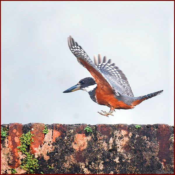 Oiseaux du Panama, photo d'un Martin-pêcheur à ventre roux