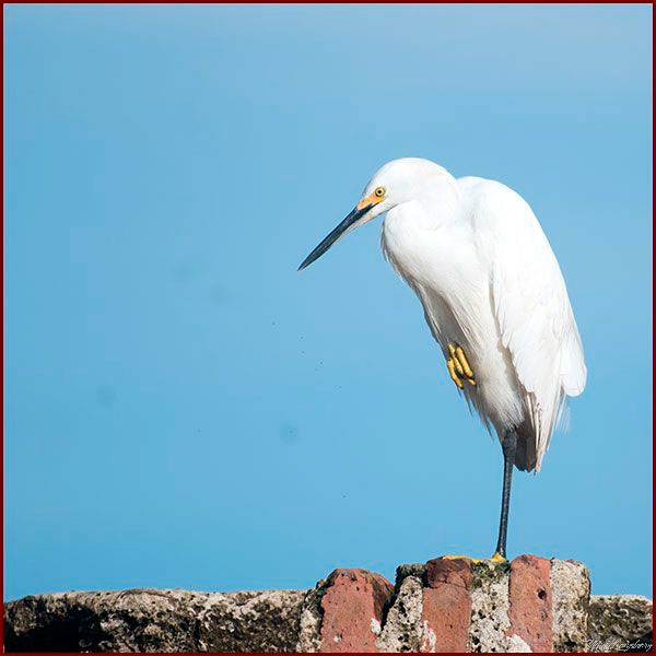 Oiseaux du Panama, photo d'une Aigrette neigeuse