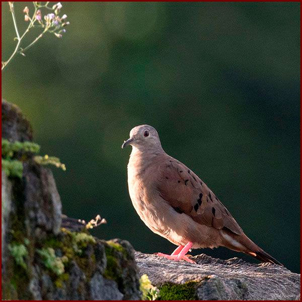 Oiseaux du Panama, photo d'une Colombe rousse