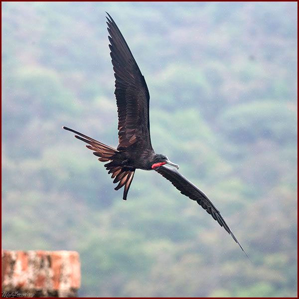 Oiseaux du Panama, photo d'une Frégate superbe