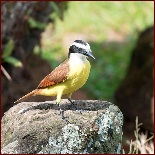 Oiseaux du Panama, photo d'un Tyran de Cayenne