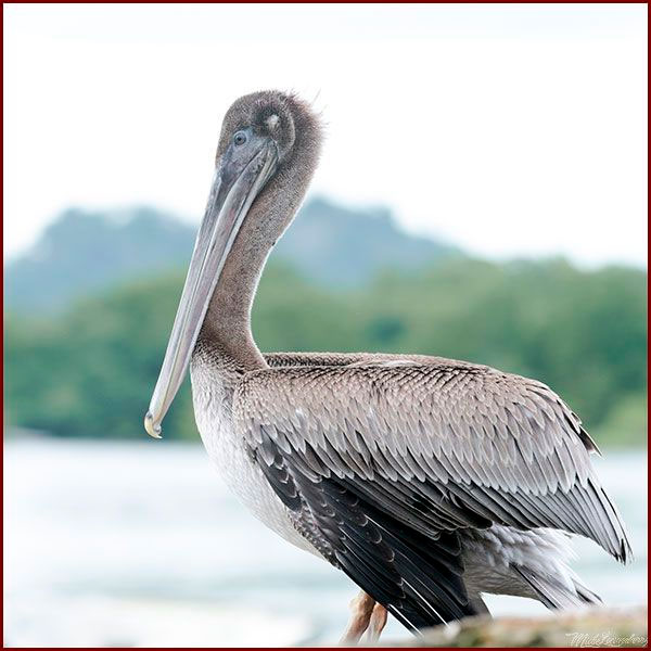 Oiseaux du Panama, photo d'un Pélican brun