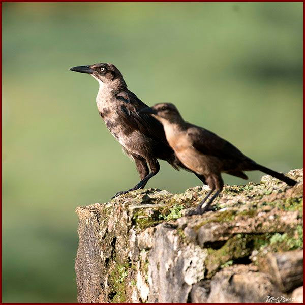 Oiseaux du Panama, photo de Quiscales à longue queue femelles