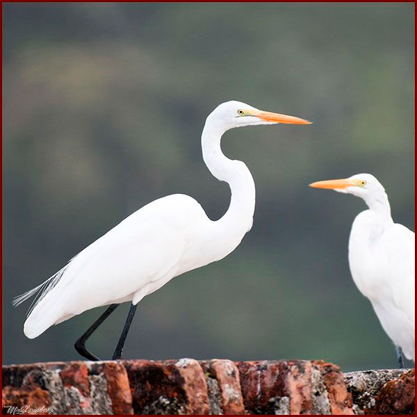 Oiseaux du Panama, photo de Grands aigrettes
