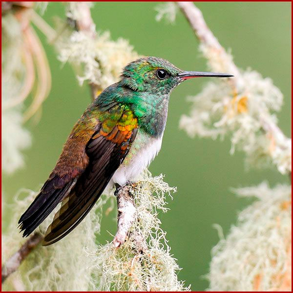 Oiseaux du Panama, photo de colibri Ariane d'Edward