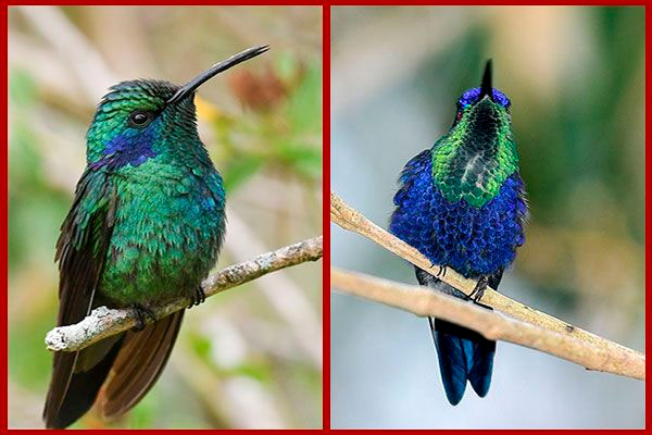 Oiseaux du Panama, photo de Colibri cyanote et Dryade couronnee