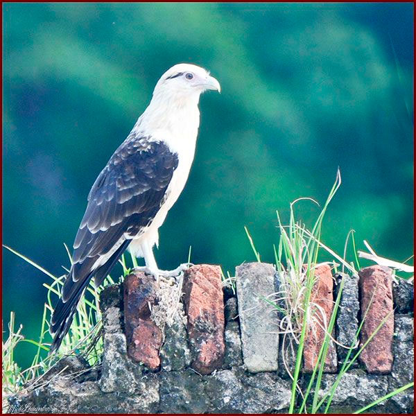 Oiseaux du Panama, photo d'un Caracara à tête jaune