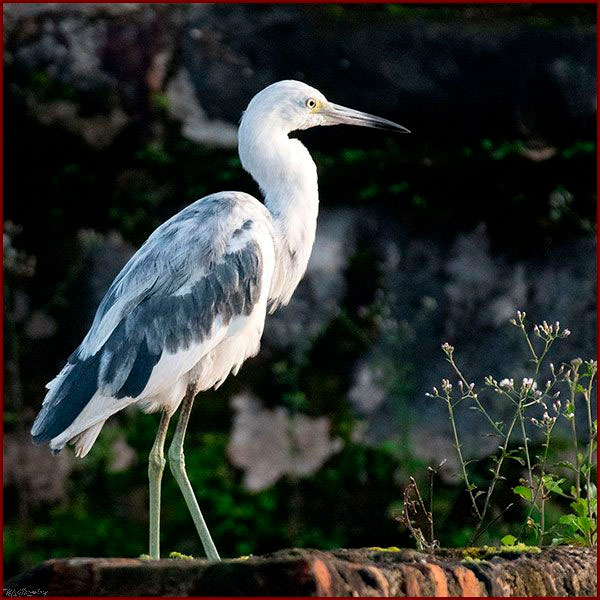 Oiseaux du Panama, photo d'une Aigrette bleue