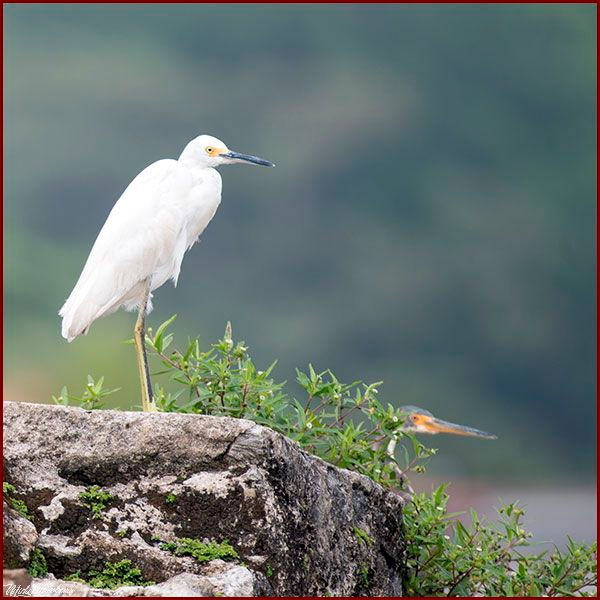 Oiseaux du Panama, photo d'une Aigrette neigeuse