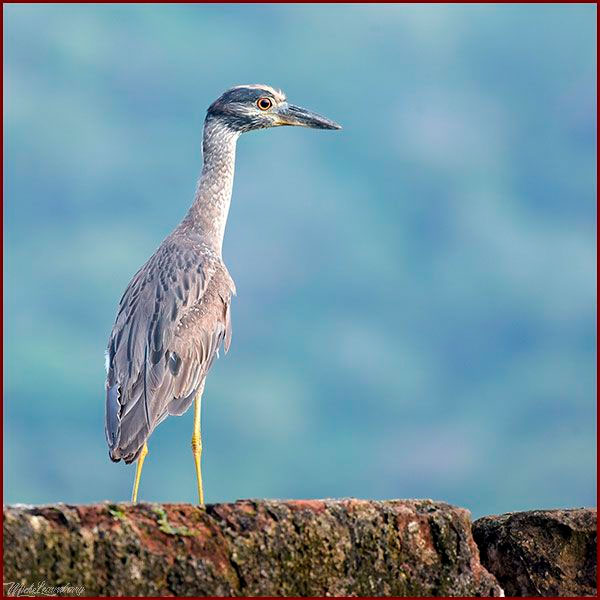 Oiseaux du Panama, photo d'un Bihoreau violacé 