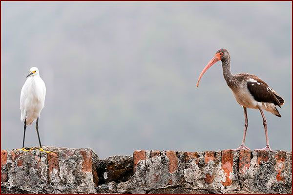 Oiseaux du Panama, photo d'un Ibis blanc et d'une Aigrette neigeuse