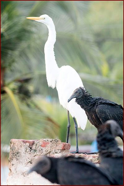 Oiseaux du Panama, photo d'une Grande aigrette et d'un Urubu noir