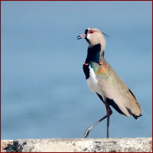 Oiseaux du Panama, photo d'un Vanneau téro