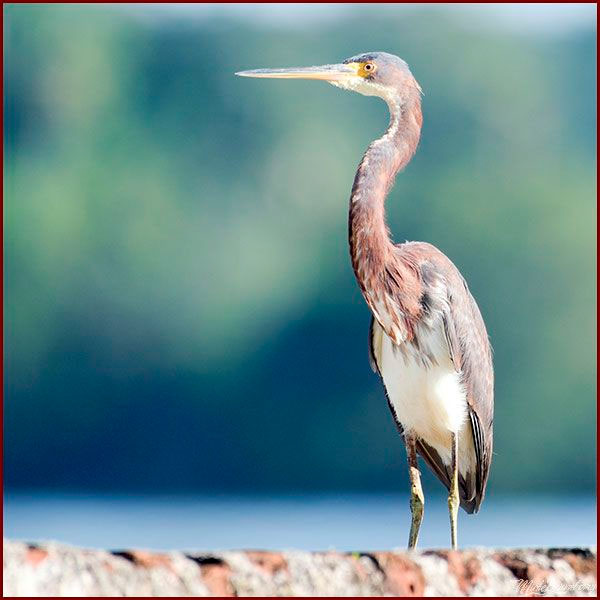 Oiseaux du Panama, photo d'une Aigrette tricolore