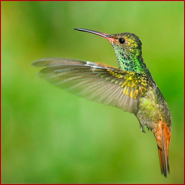 Oiseaux du Panama, photo de colibri Ariane a ventre gris en vol
