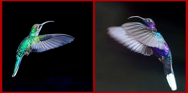 Oiseaux du Panama, photo de colibri en vol Campiloptere violet
