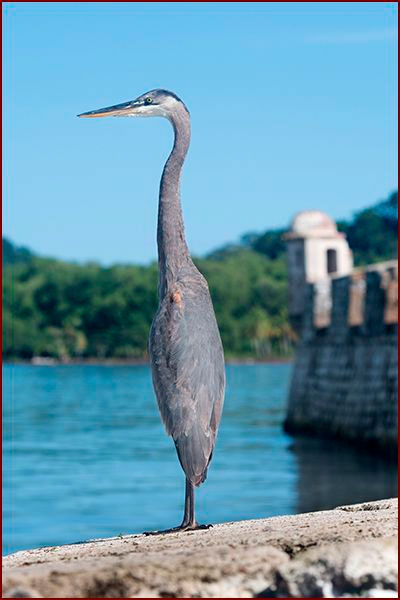 Oiseaux du Panama, photo d'un Grand héron
