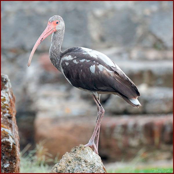 Oiseaux du Panama, photo d'un Ibis blanc immature