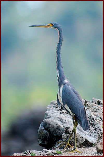 Oiseaux du Panama, photo d'une Aigrette tricolore