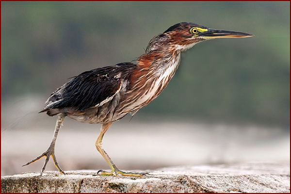 Oiseaux du Panama, photo d'un Héron vert