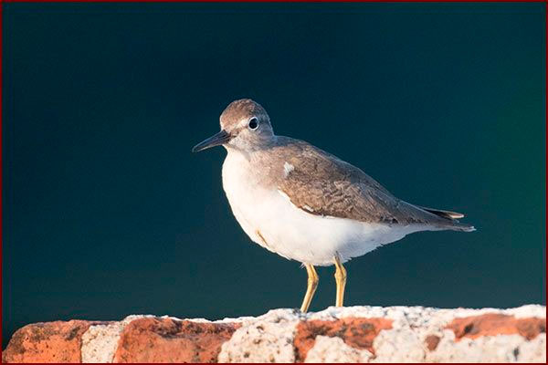 Oiseaux du Panama, photo d'un Bécasseau minuscule 
