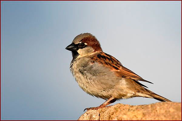 Oiseaux du Panama, photo d'un Moineau domestique