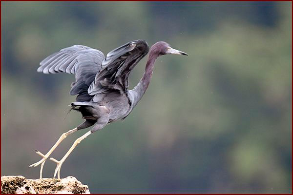Oiseaux du Panama, photo d'une Aigrette bleue