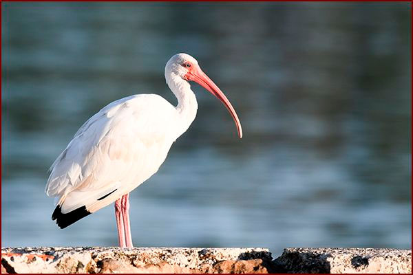 Oiseaux du Panama, photo d'un Ibis Blanc