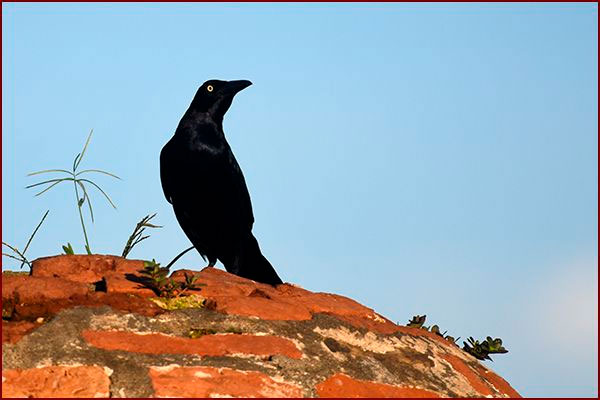 Oiseaux du Panama, photo d'un Quiscale à longue queue male
