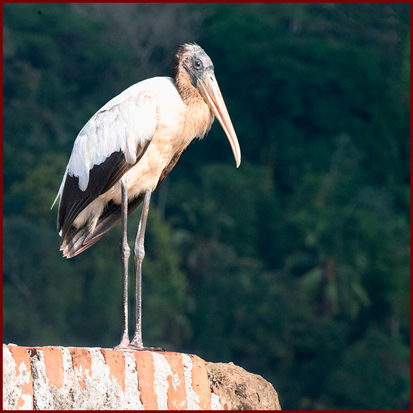 Oiseaux du Panama, photo d'un Tantale d’Amérique