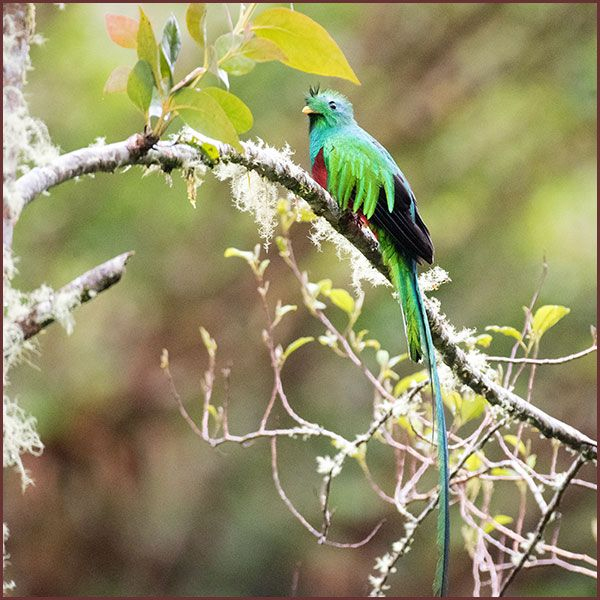 Bird of Panama, photo of a resplendent quetzal male