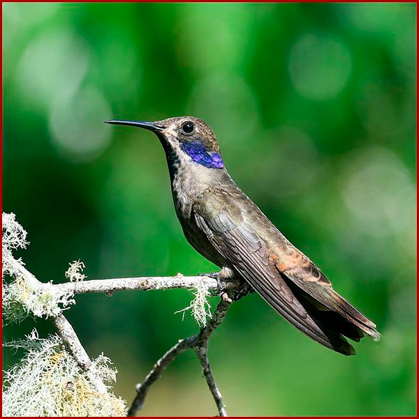 Oiseaux du Panama, photo de Colibri de Delphine