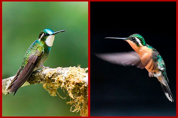 Oiseaux du Panama, photo de colibri a ventre châtain