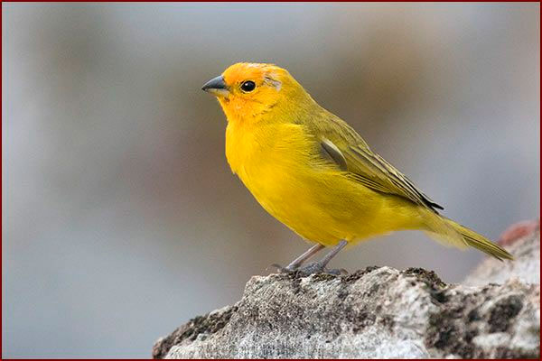 Oiseaux du Panama, photo d'un Sicale bouton-d'or