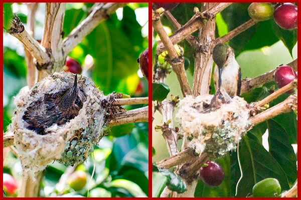 Oiseaux du Panama, photo de colibri au nid